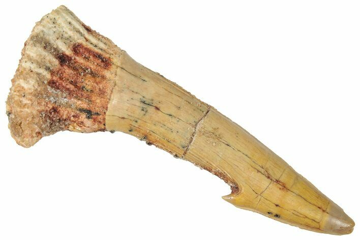 Fossil Sawfish (Onchopristis) Rostral Barb - Morocco #322844